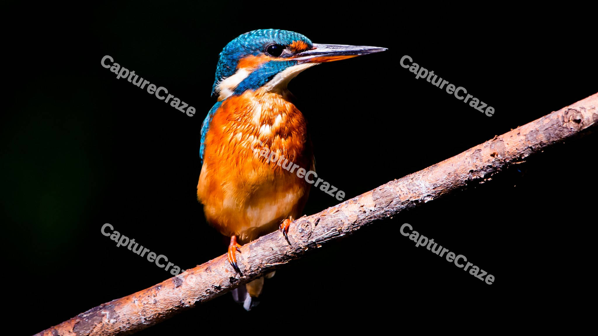 Kingfishers perched on a dry branch